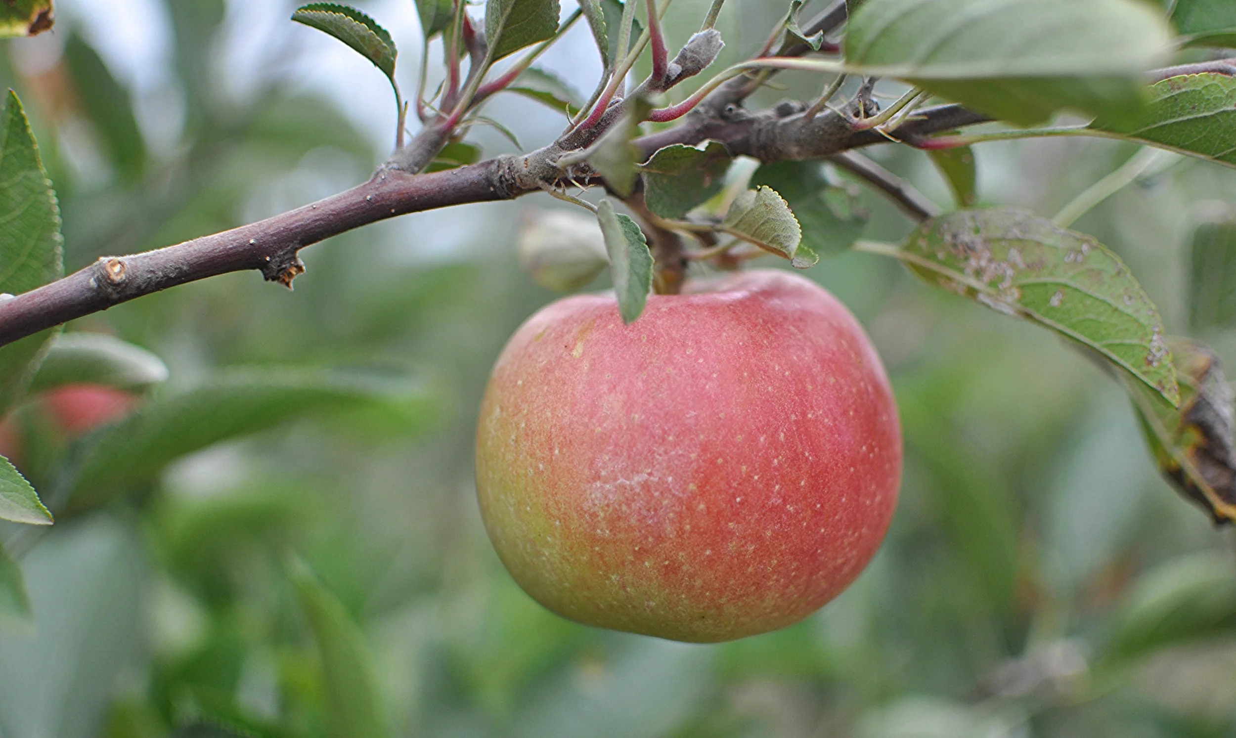 This is an Empire. &nbsp;Or a Crispin. &nbsp;I think. &nbsp;