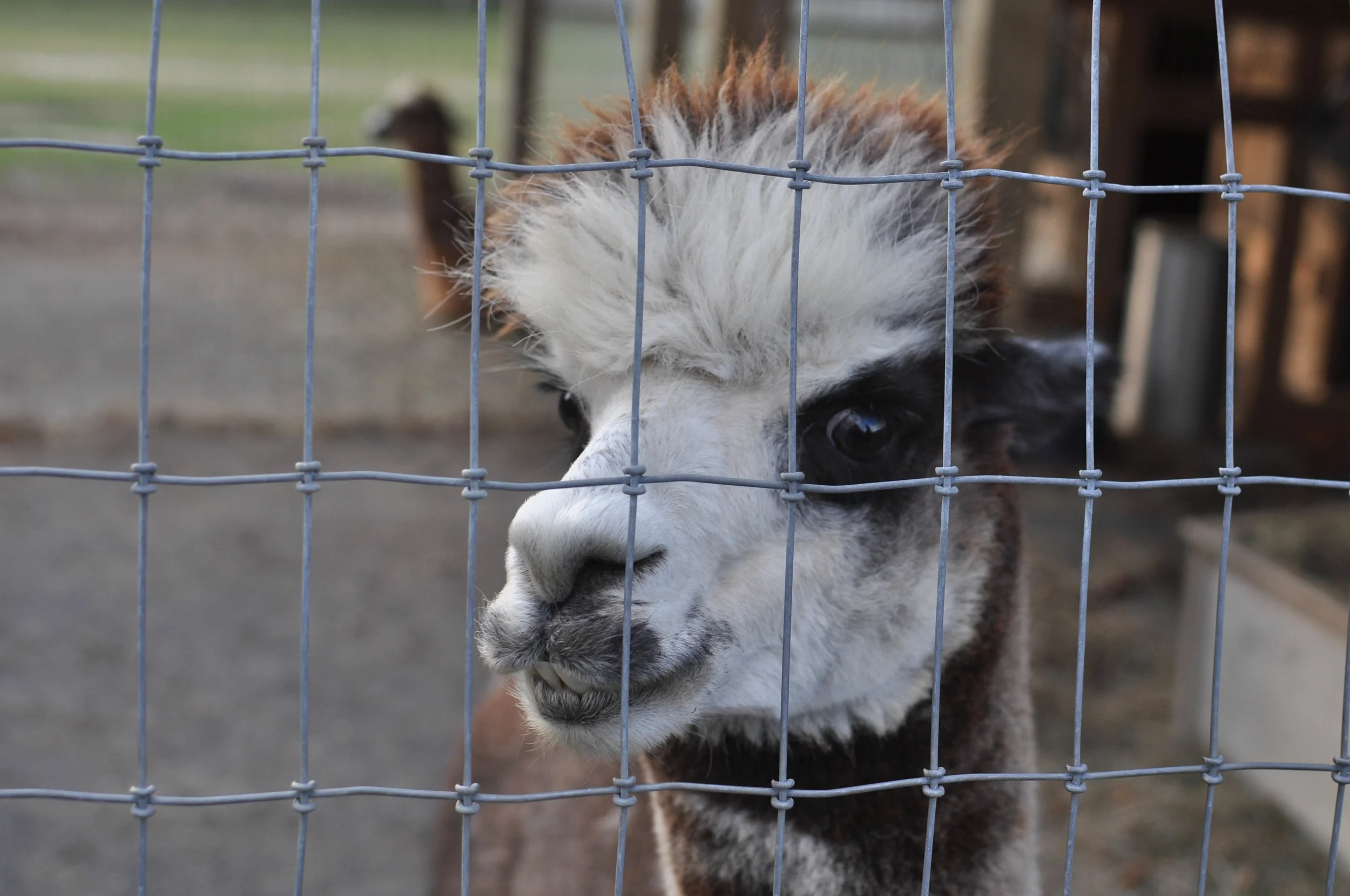 This guy's name is Blue.&nbsp; He's for sale.