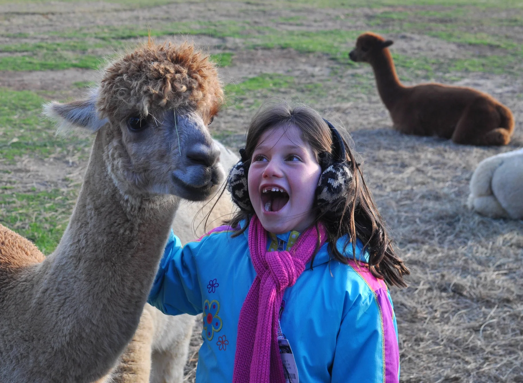 Come to Jersey and visit some alpacas!&nbsp; Look at how happy-making they are!