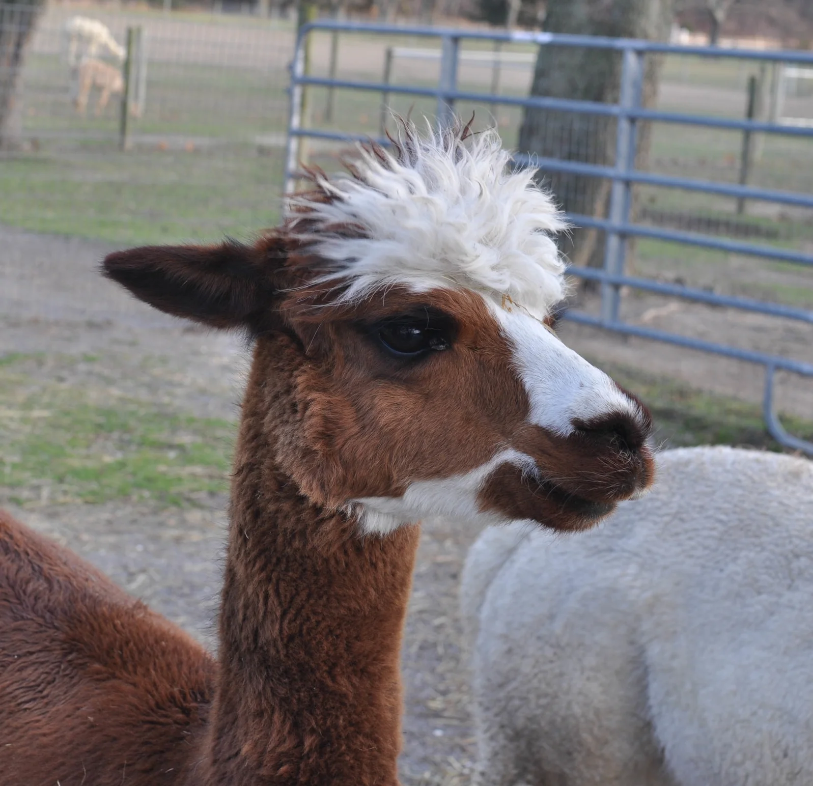 Alpacas have great hair.&nbsp; They should be proud.