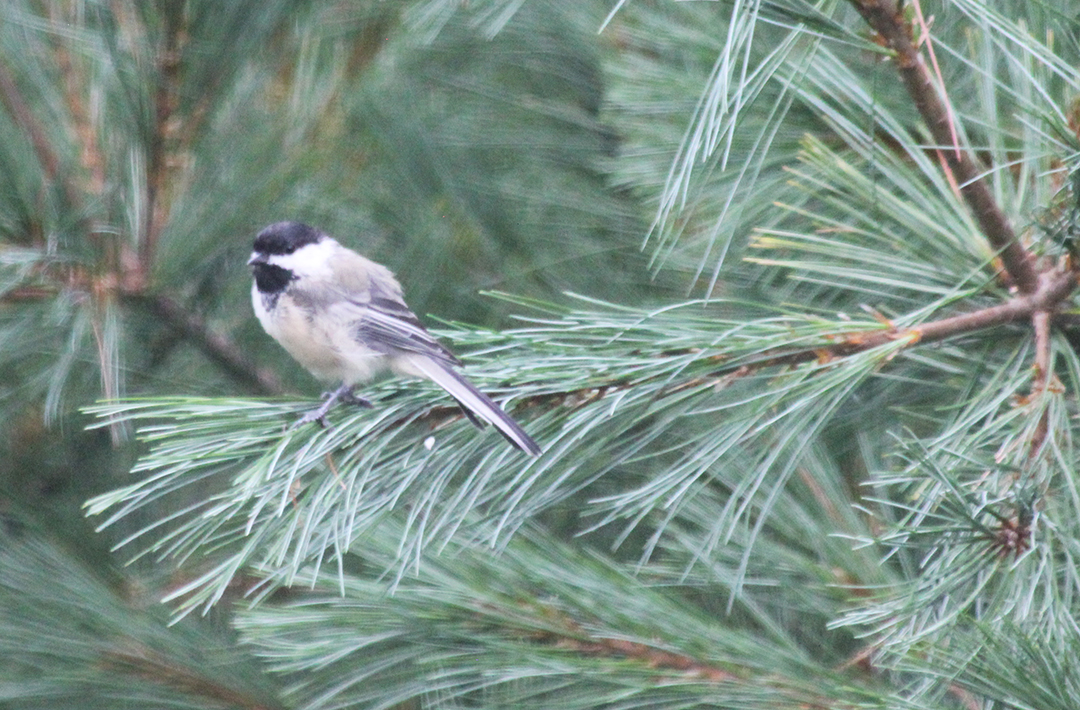 This is a Black-Capped Chickadee, the State Bird of Maine.