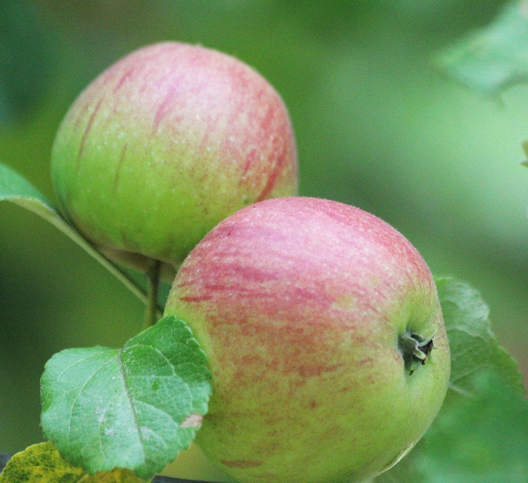 Red Apples. August 12, 2016