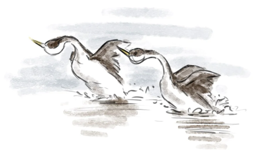 grebes.jpg