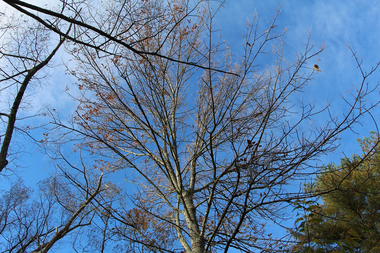 Despite the relatively thick foliage in some parts of the forest, many trees are already bare. 