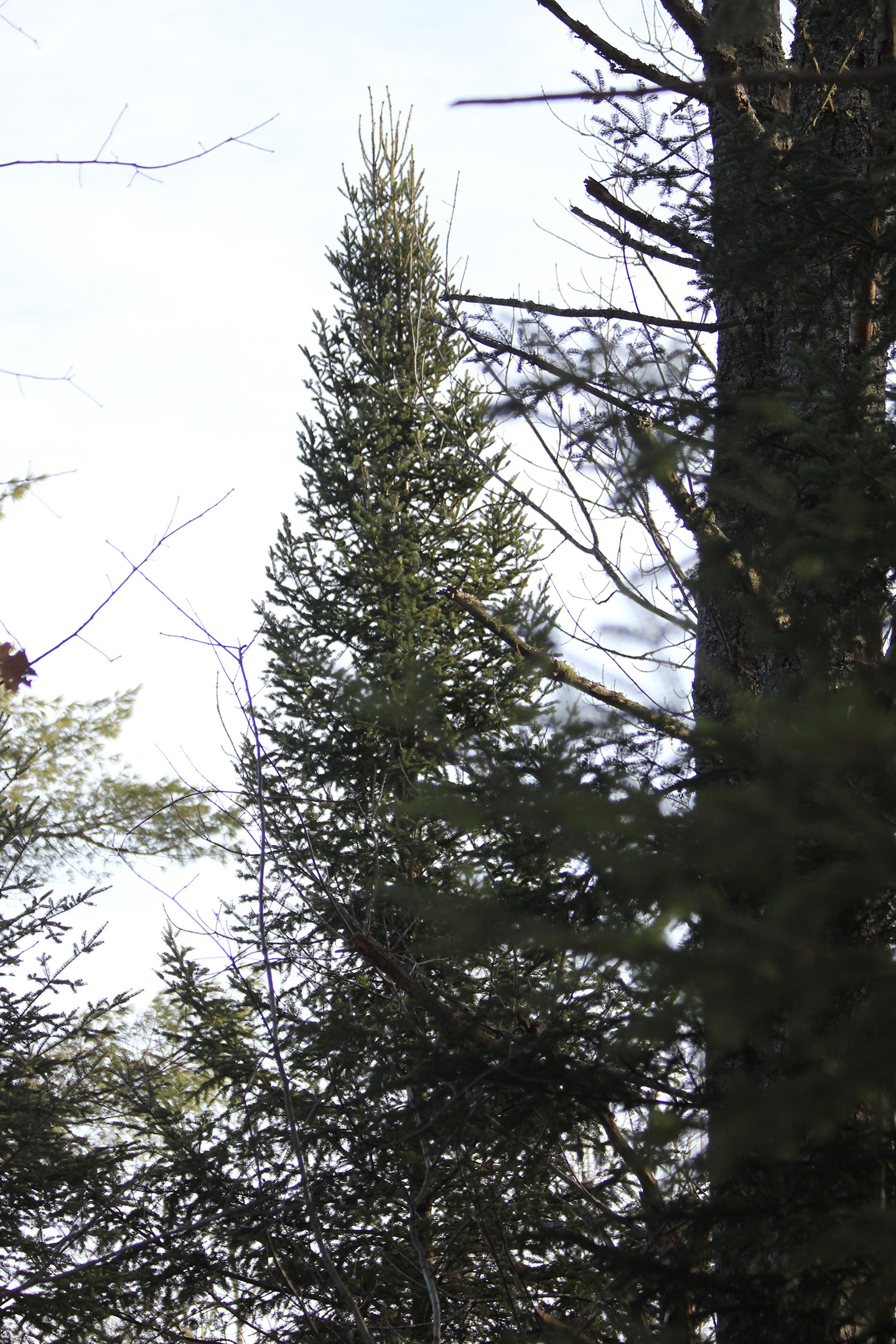 The perfect tree is spotted.