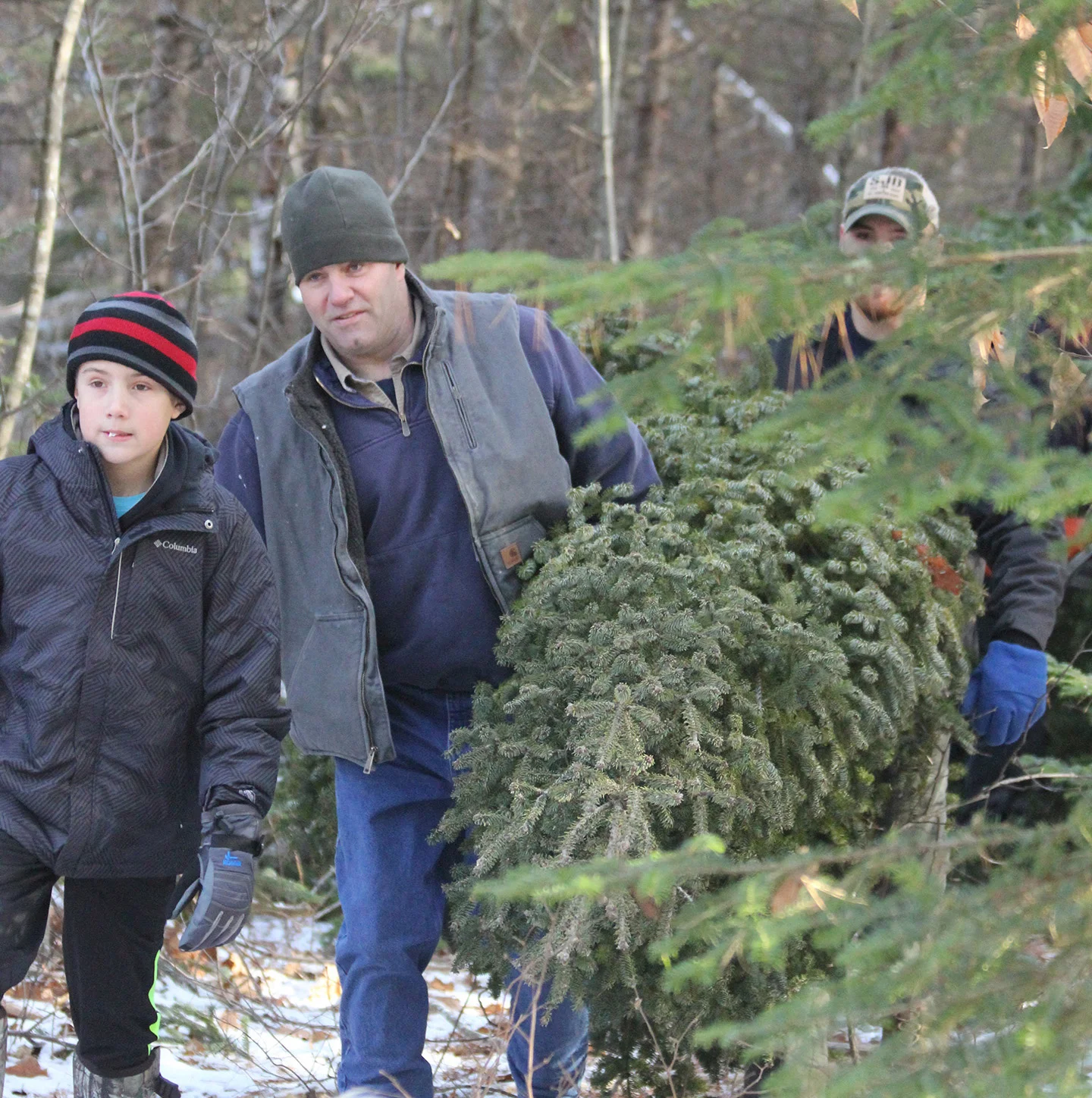 What a classic image. A pine tree cut down in the forest, and being carried out by a family to use as their Christmas tree.