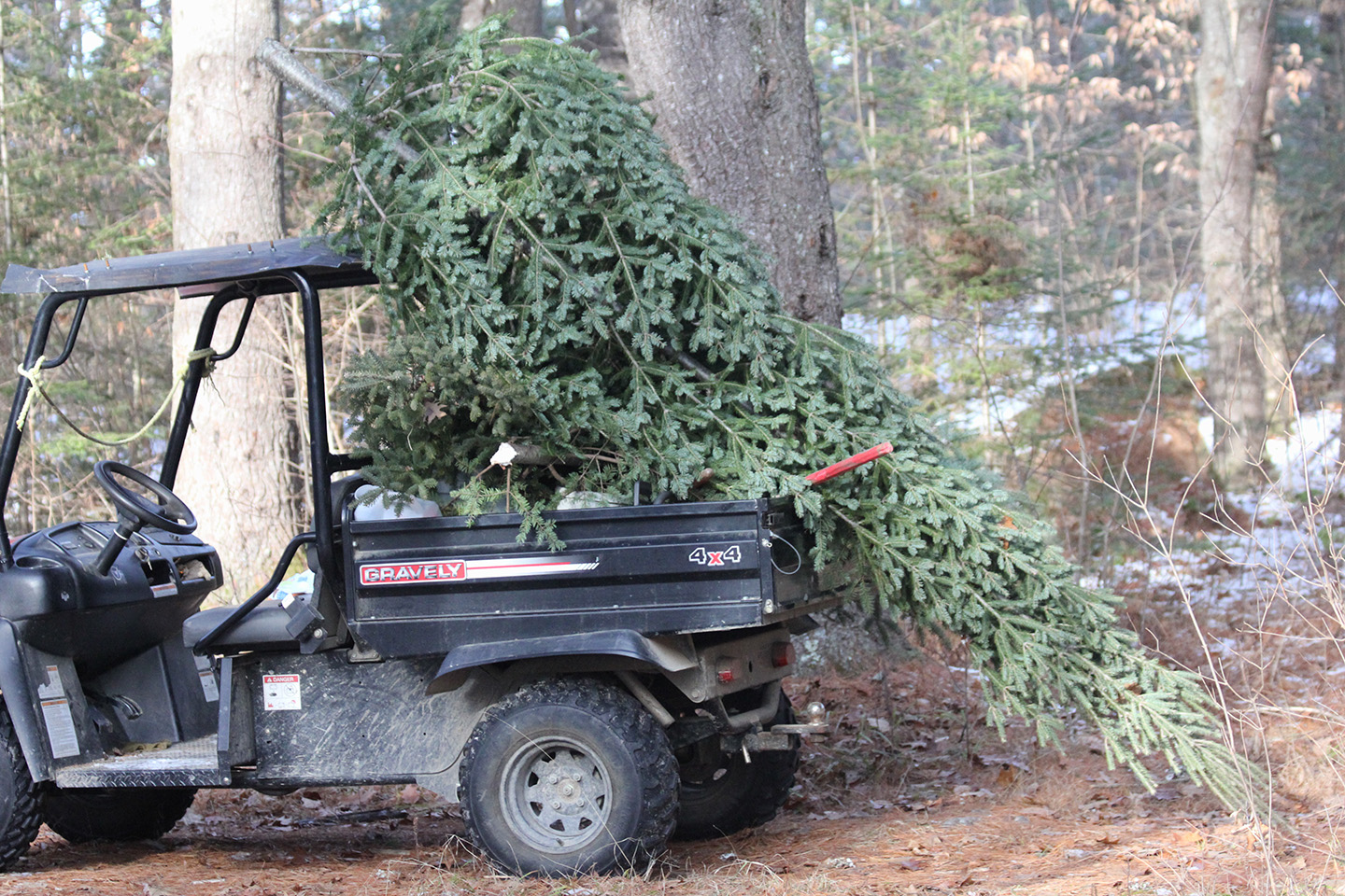 The tree loaded up to be taken back to the house.