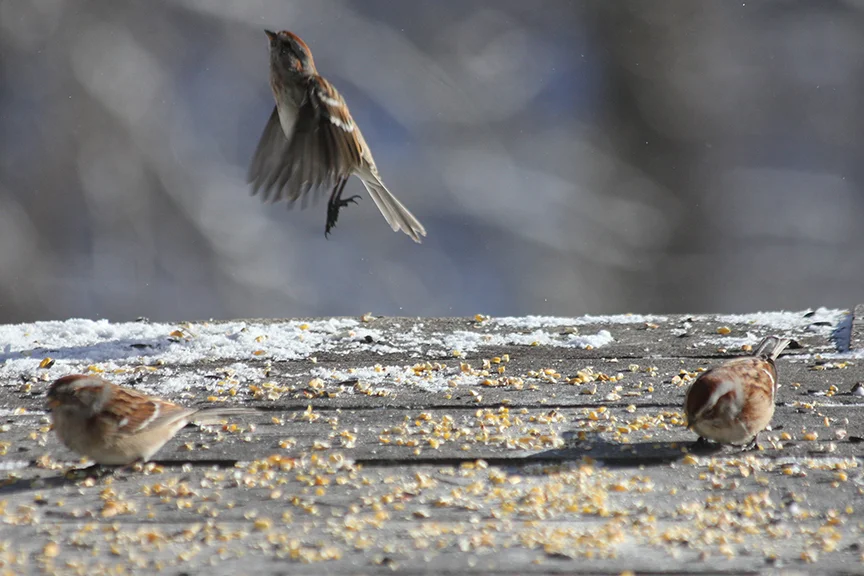 Chipping Sparrows