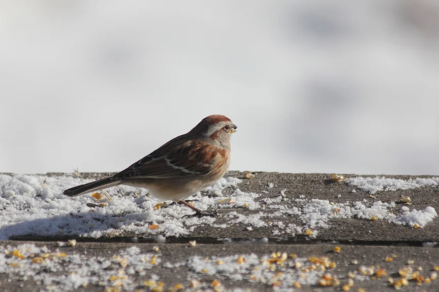Sparrow.