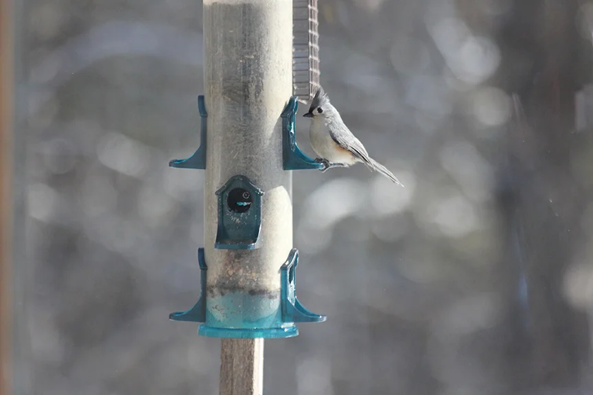 Tufted Titmouse.