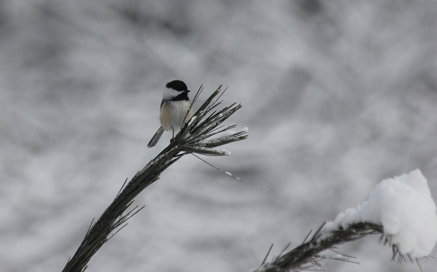 Chickadee on a branch.