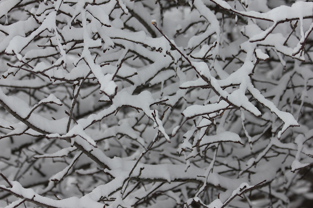 Branches of an apple tree.