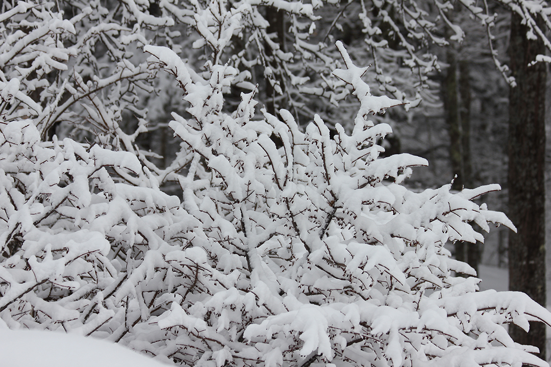 "Burning Bush" covered in snow.