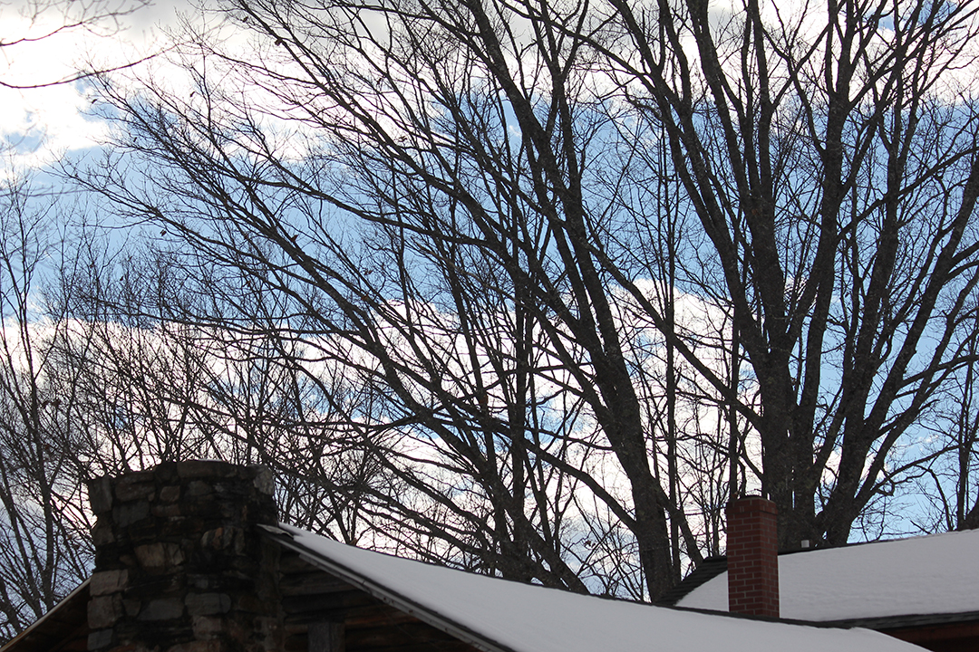 Bare trees over the cabin.