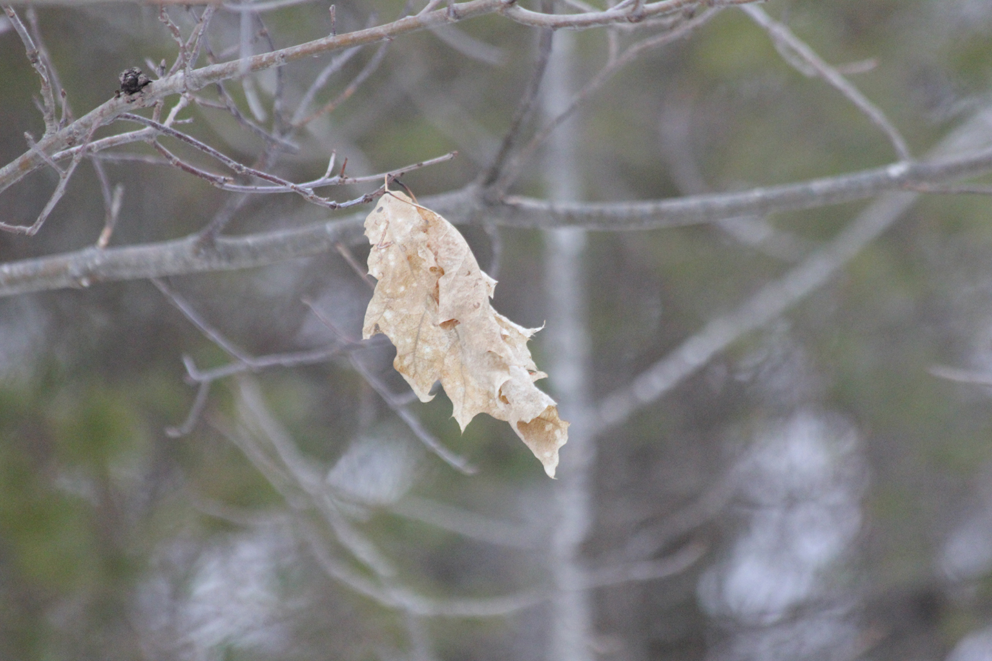 The last leaf. Through blizzards and snow storms, somehow this single leaf has hung on.