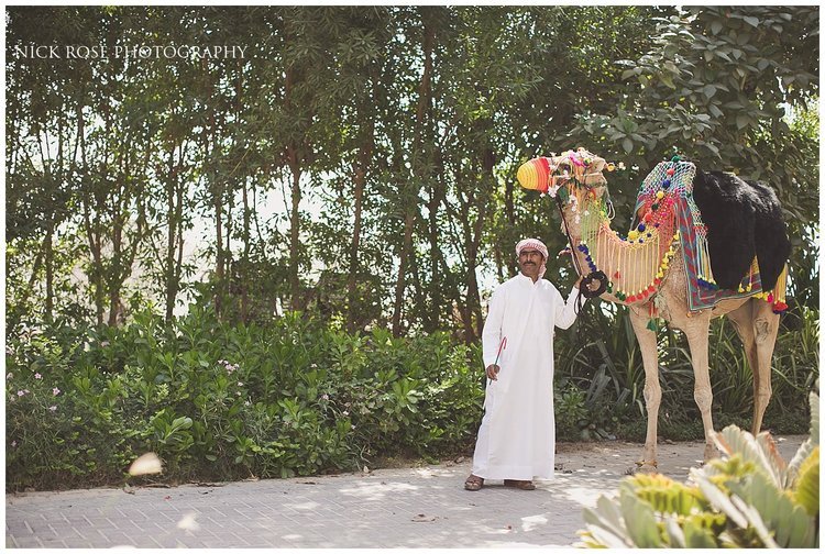 Man getting a camel ready for a Hindu Baraat entrance for a Hindu wedding at Sofitel Palm Dubai 