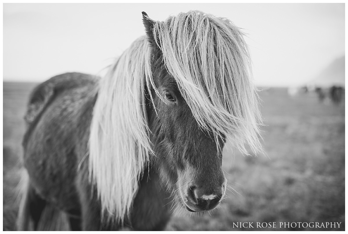 Icelandic horses at a destination pre wedding photography in Iceland