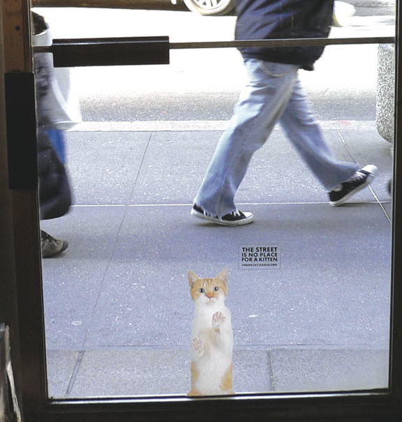Cats2.png