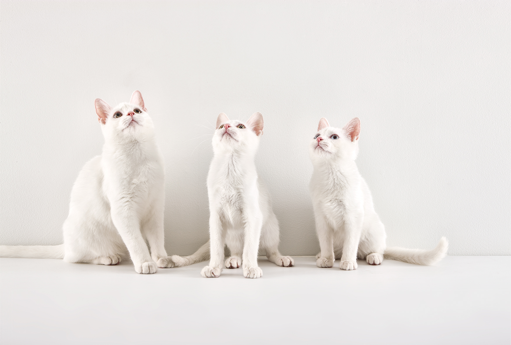 Morgan_white cats.jpg