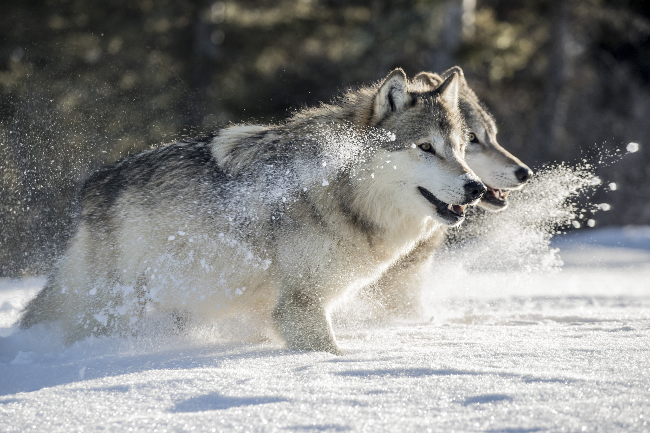 Wolves in Snow