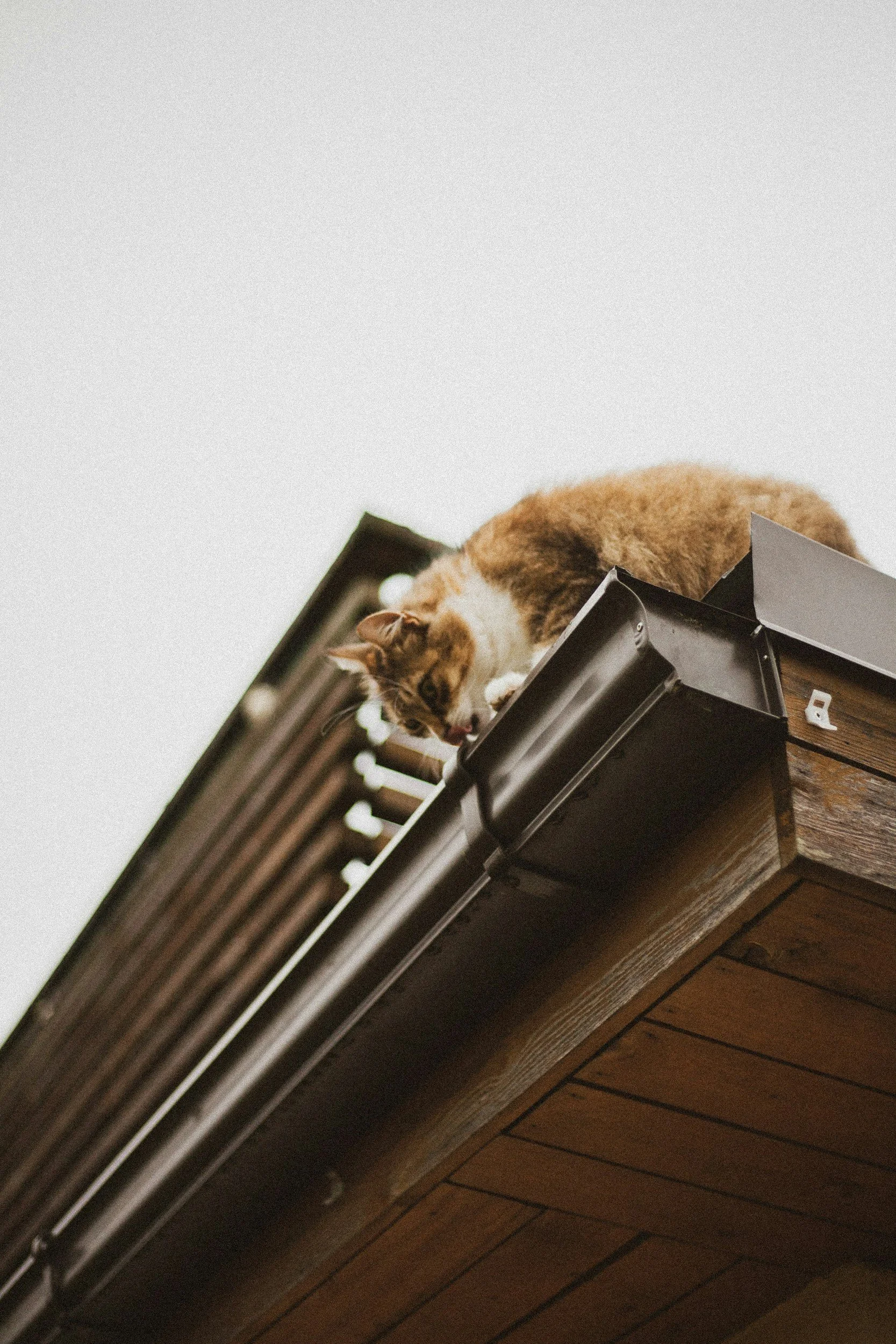 Cat on the edge of a wooden roof