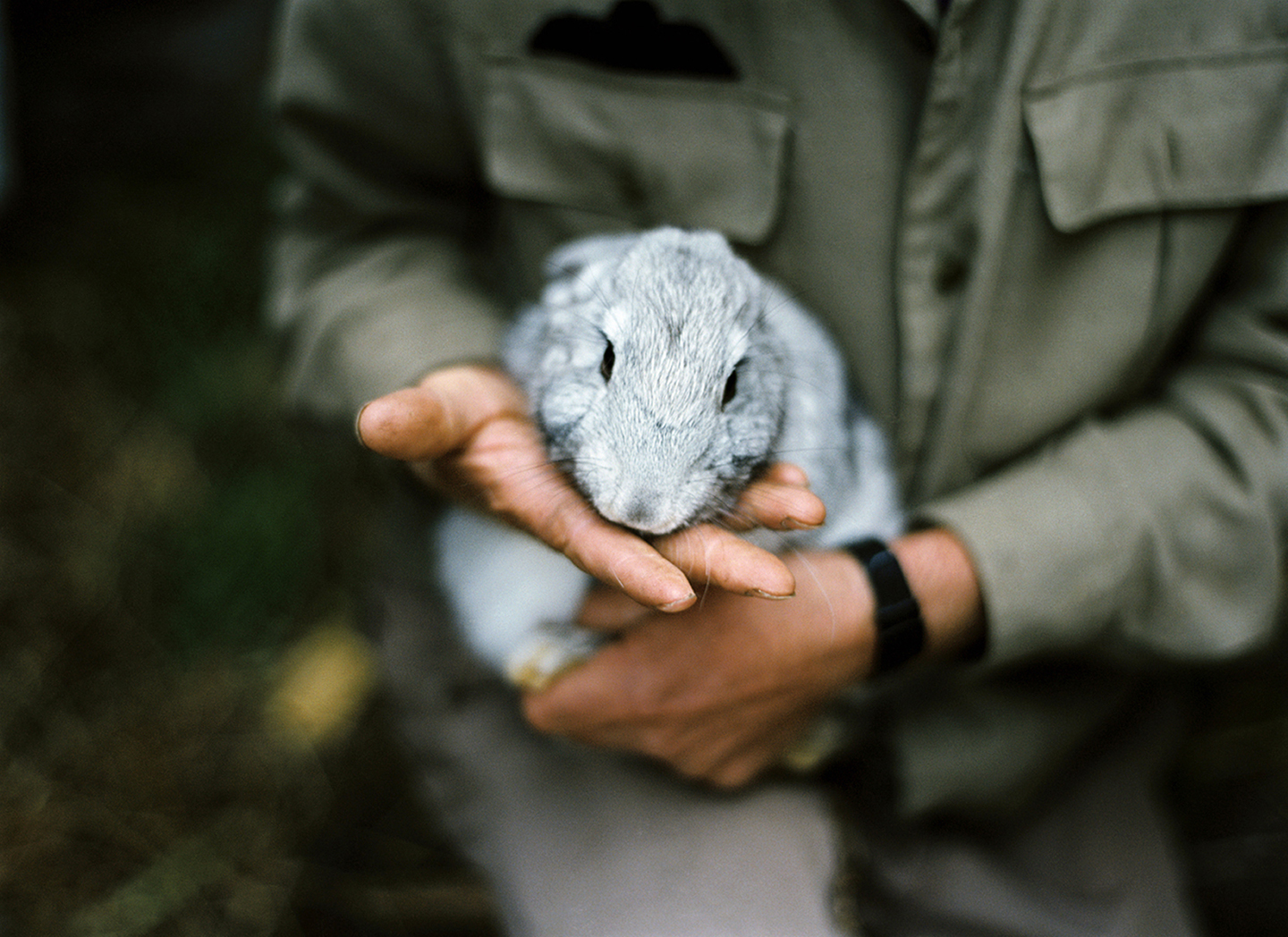 Holding Rabbit, 2009