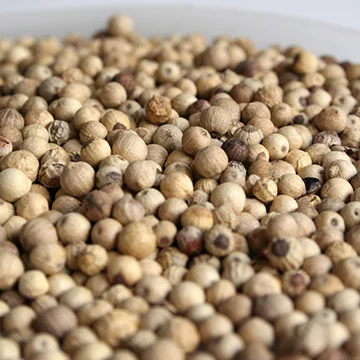 Musty scent, sharp spicy, and a sweetish aftertaste. It is often used in creamy sauce and used to flavor soups.