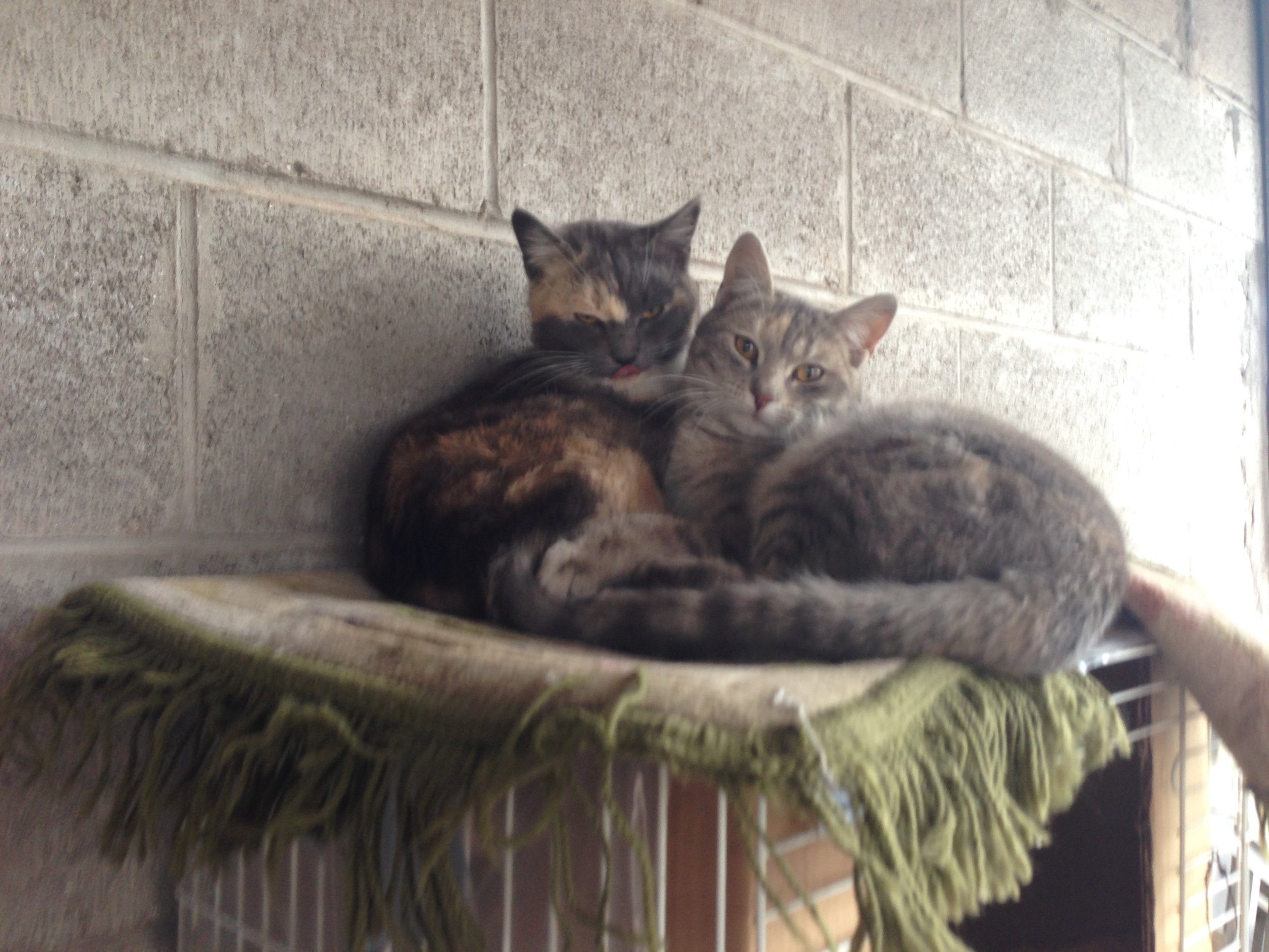 Alice LongIMG_0097.JPG