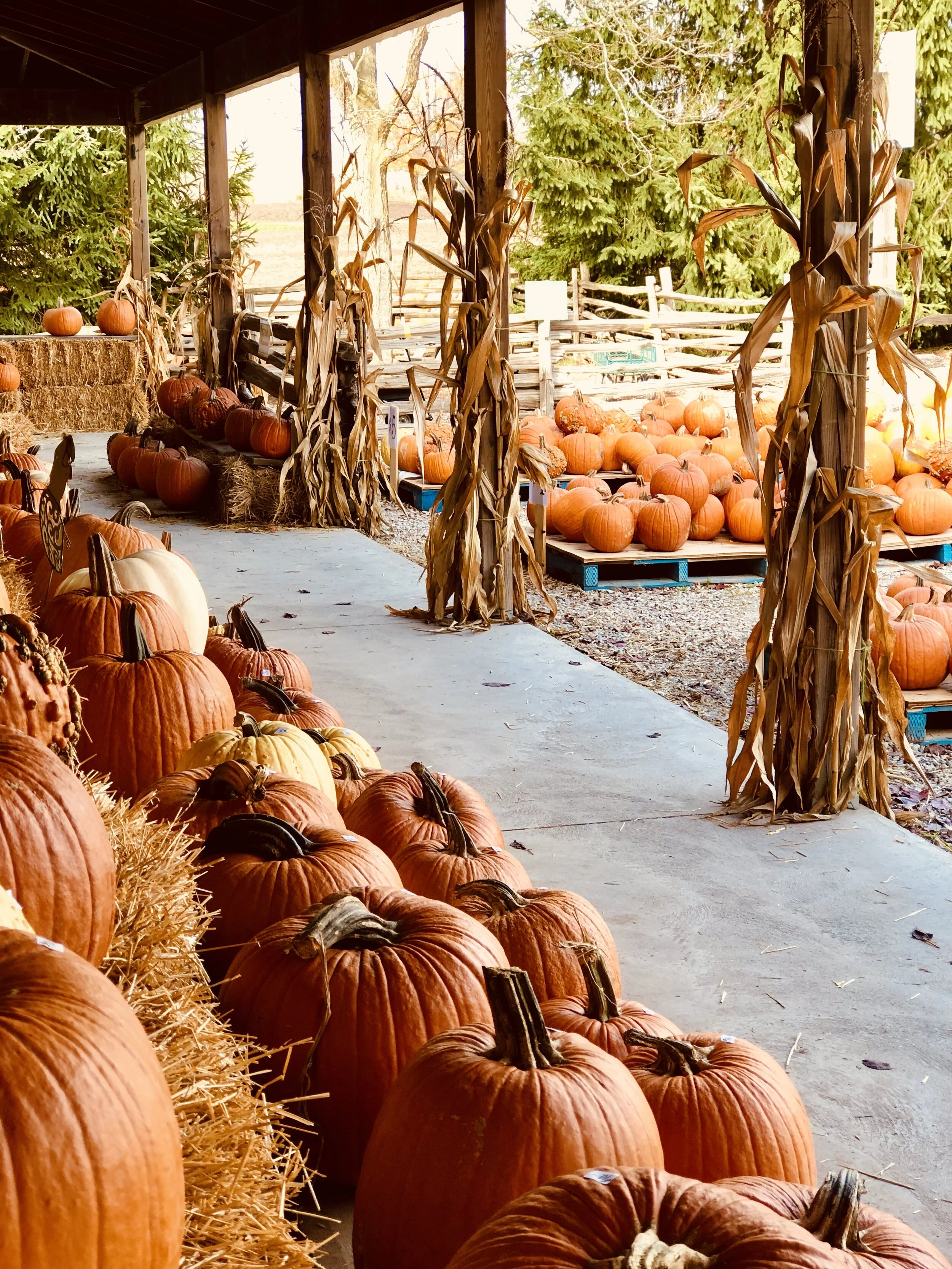 Allison’s Farm Market in Ontario