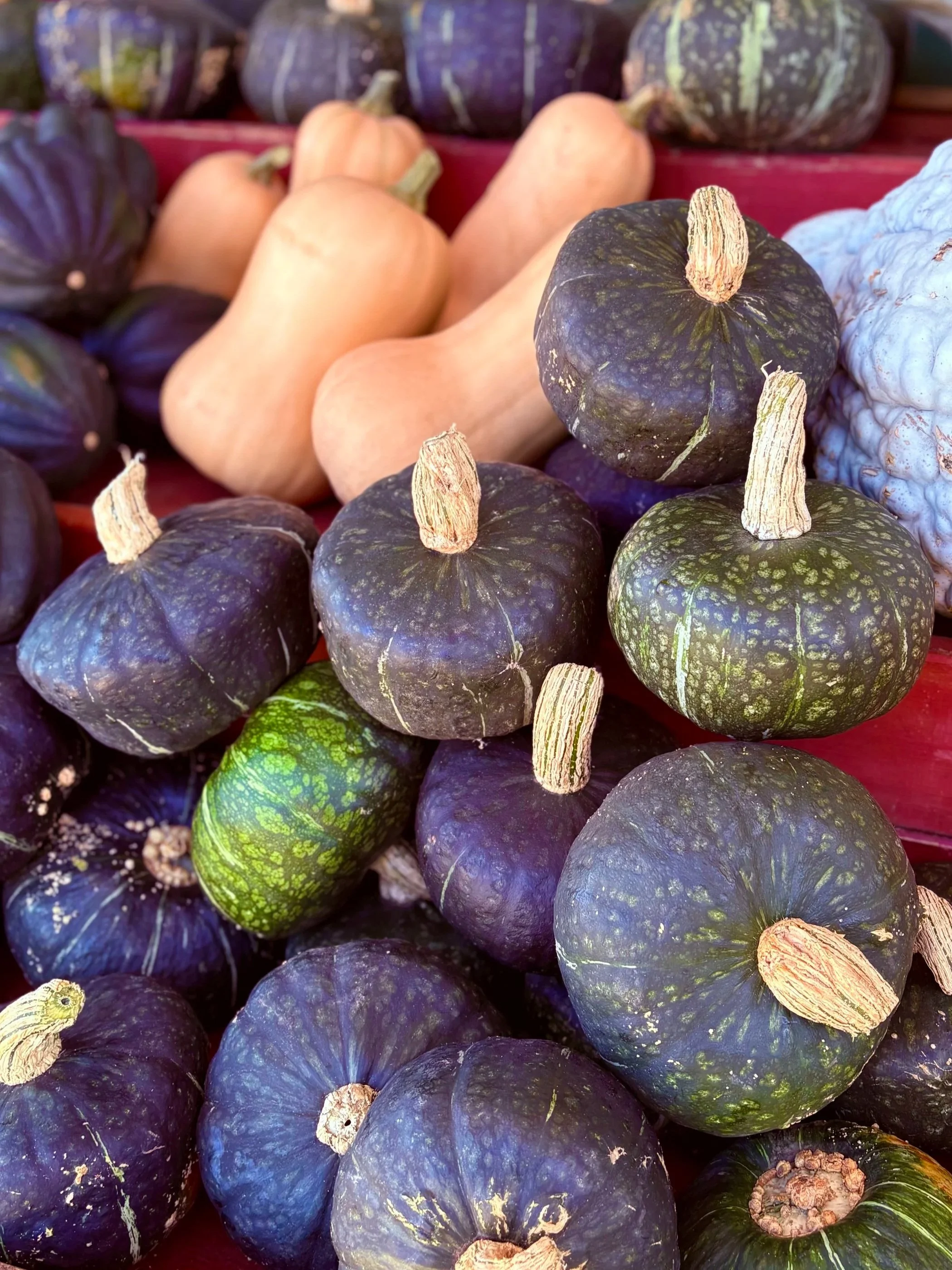 Allison%27s+Farm+Market+Ontario+Buttercup+Butternut+Blue+Hubbard+Squash.jpg