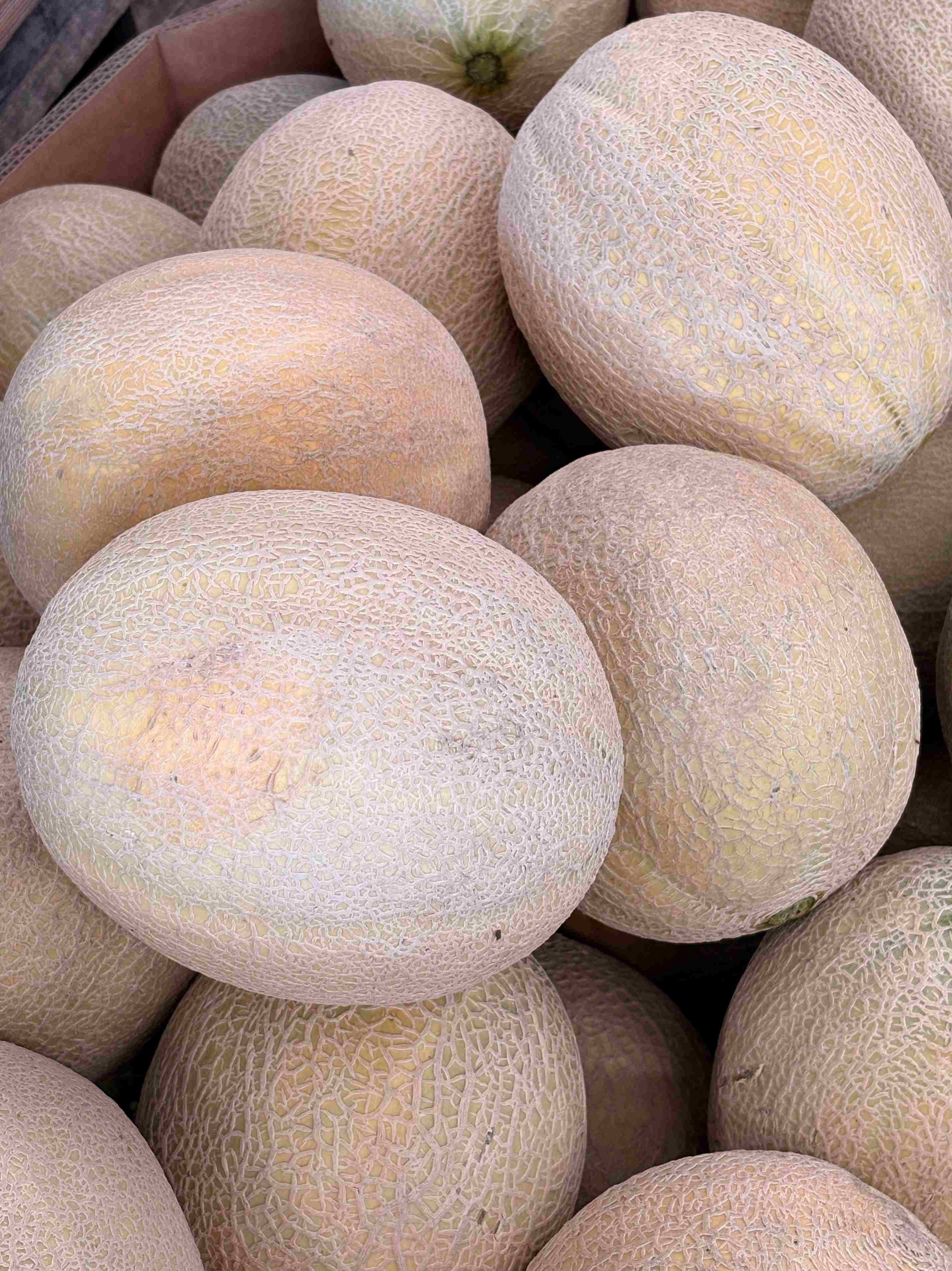 Cantaloupe