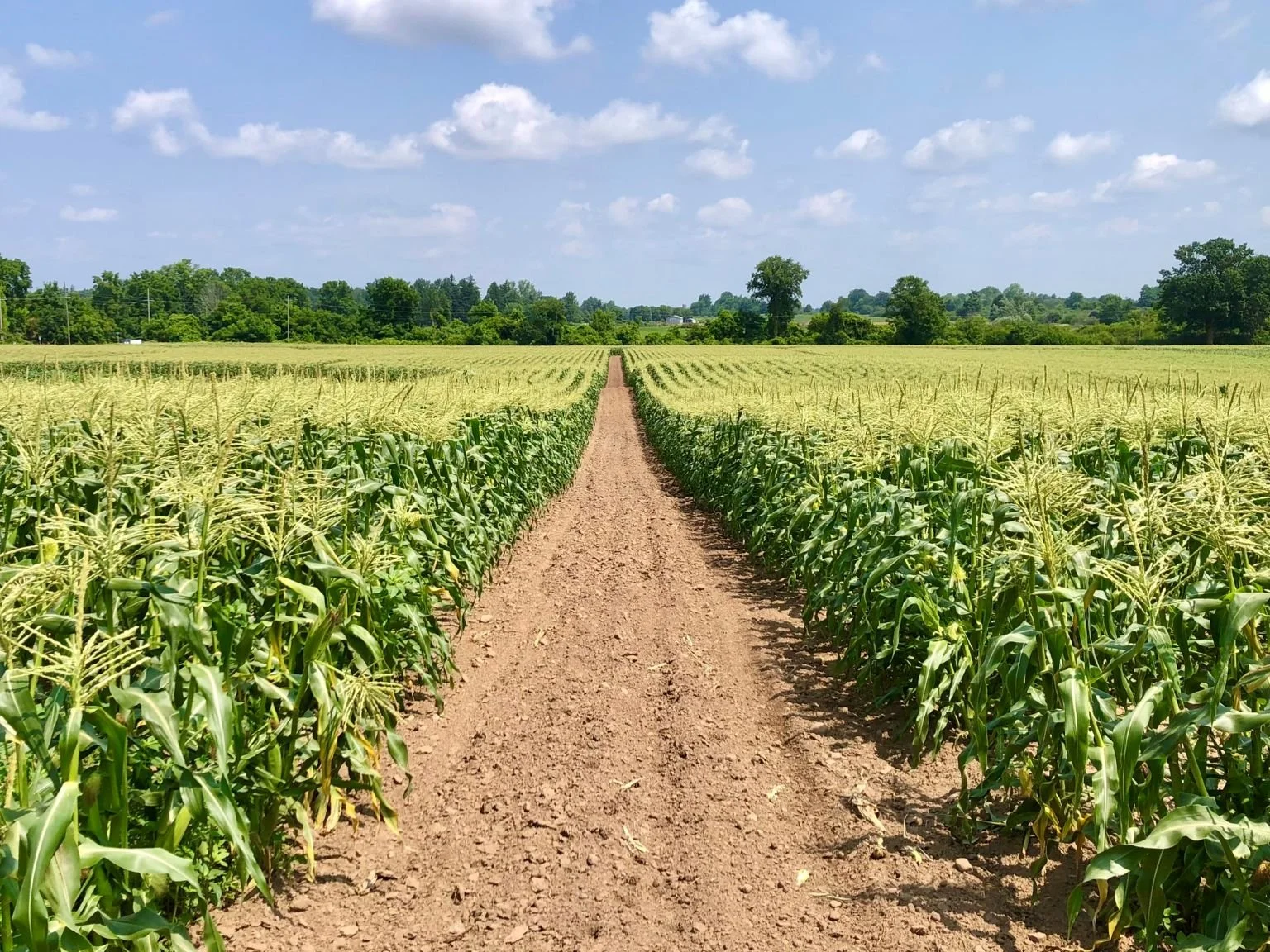 Allison's Farm Halton Hills Sweet Corn Field.jpg