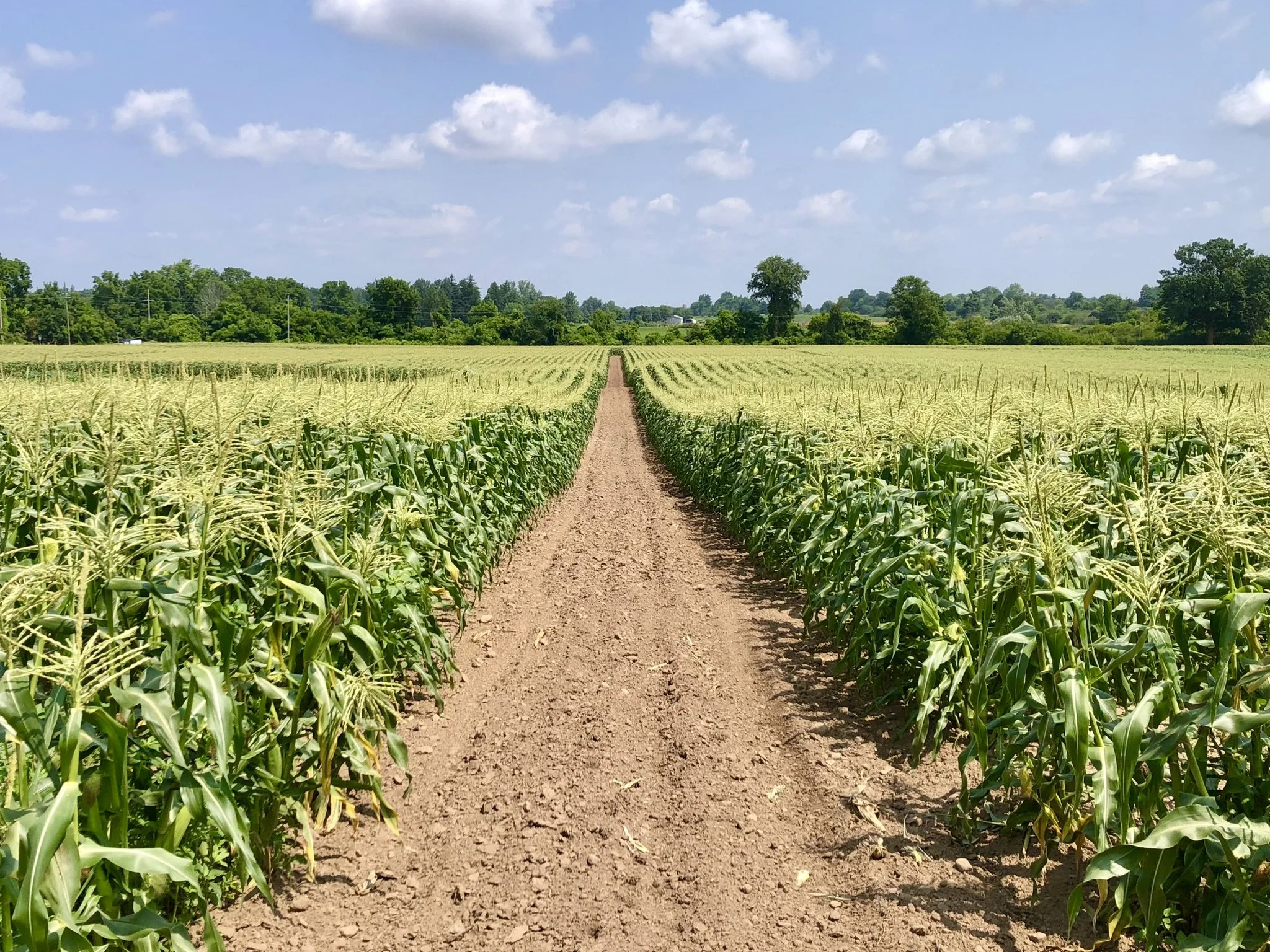 Allison's Farm Halton Hills Sweet Corn Field.JPEG