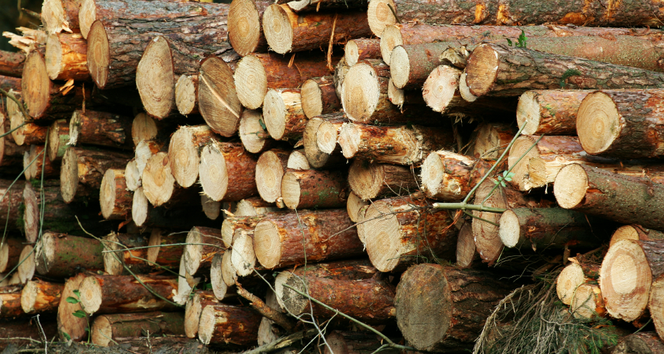 timber_cutpine.jpg