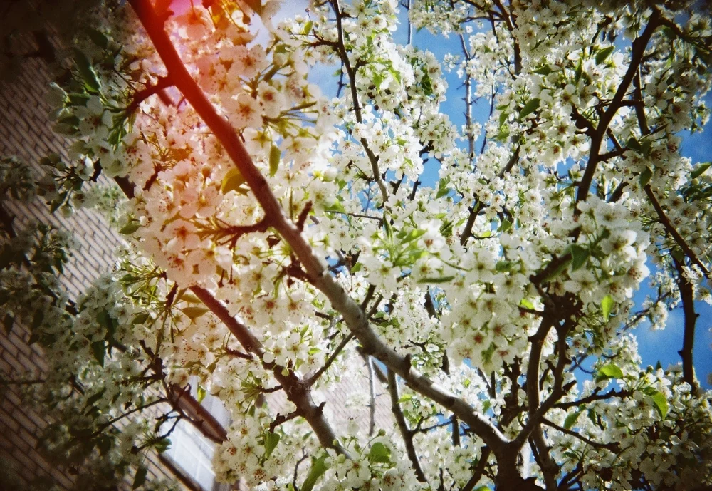 film22.jpg