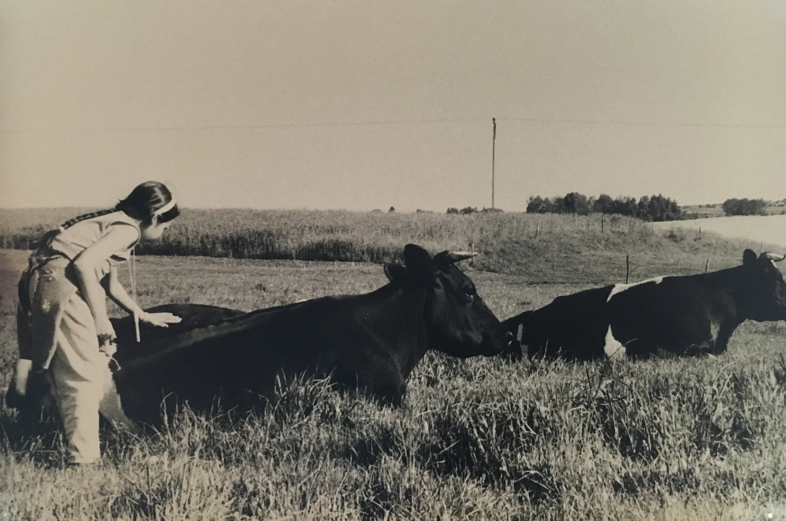 Stroking the peaceful cows
