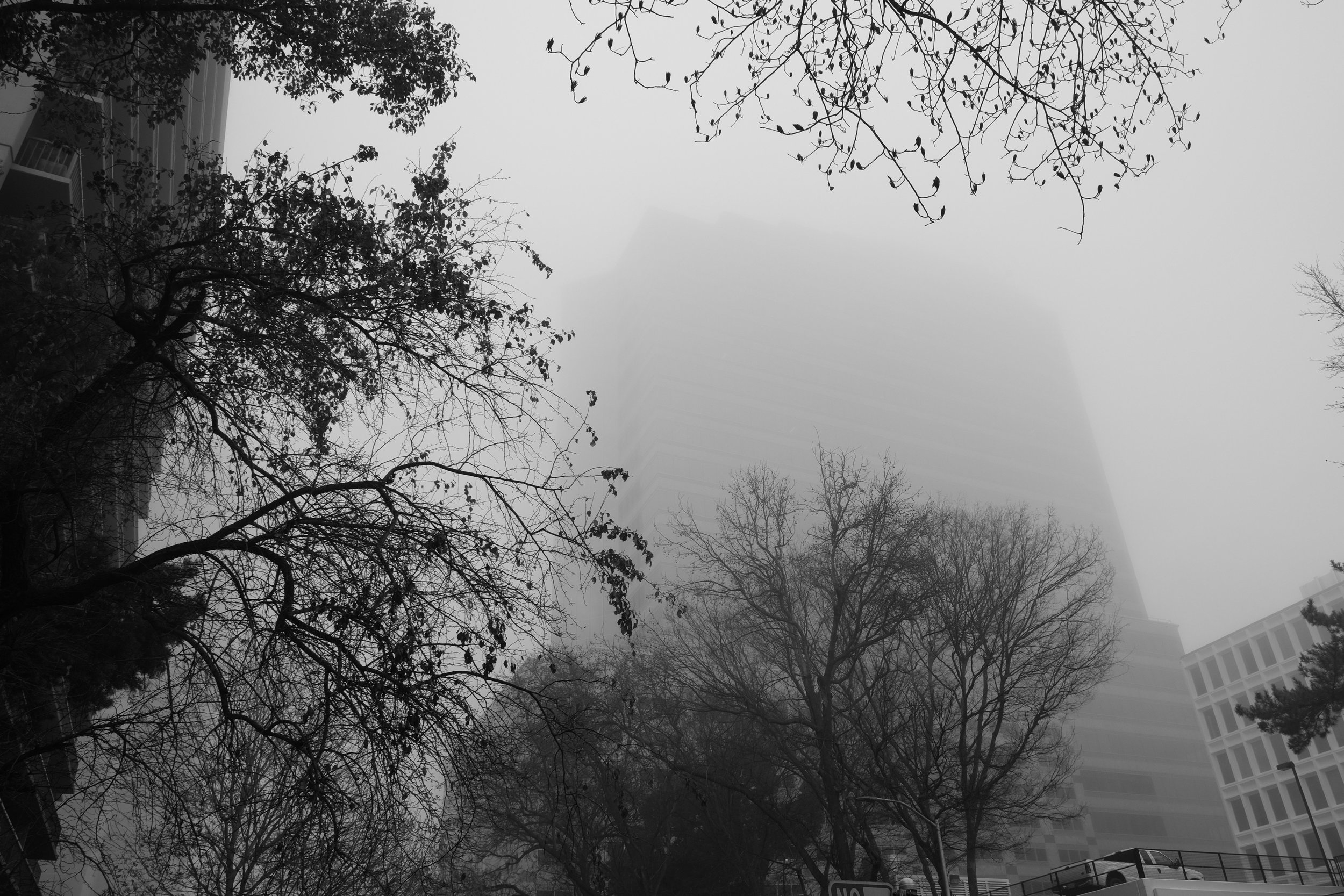 Fog Sac 2019 (12).JPG