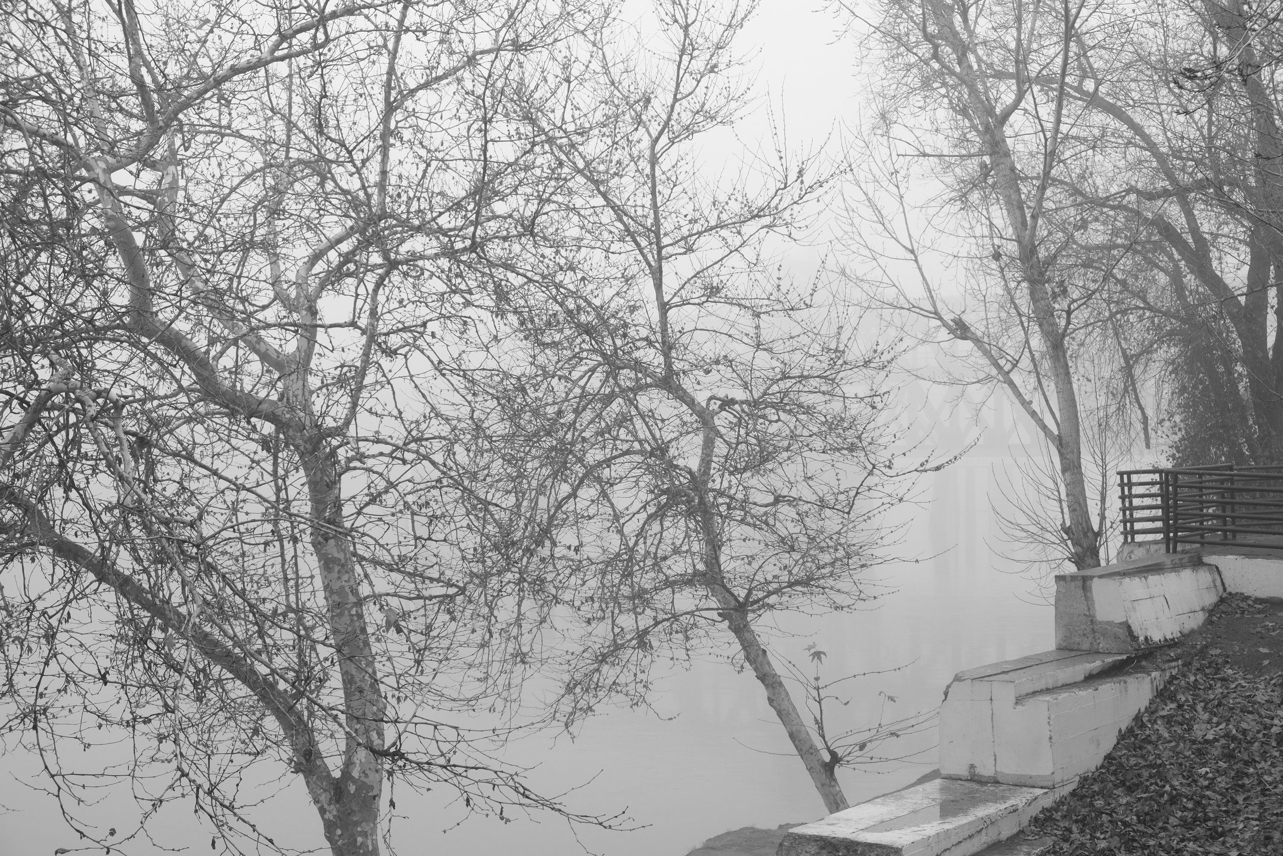 Fog Sac 2019 (21).JPG