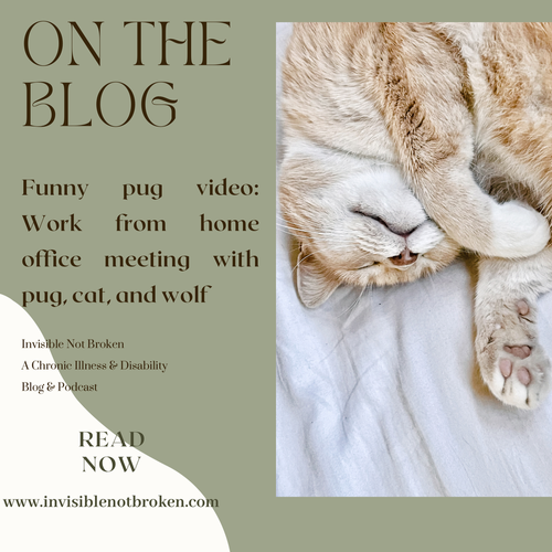 Funny pug video: Work from home office meeting with pug, cat, and wolf —  Invisible Not Broken