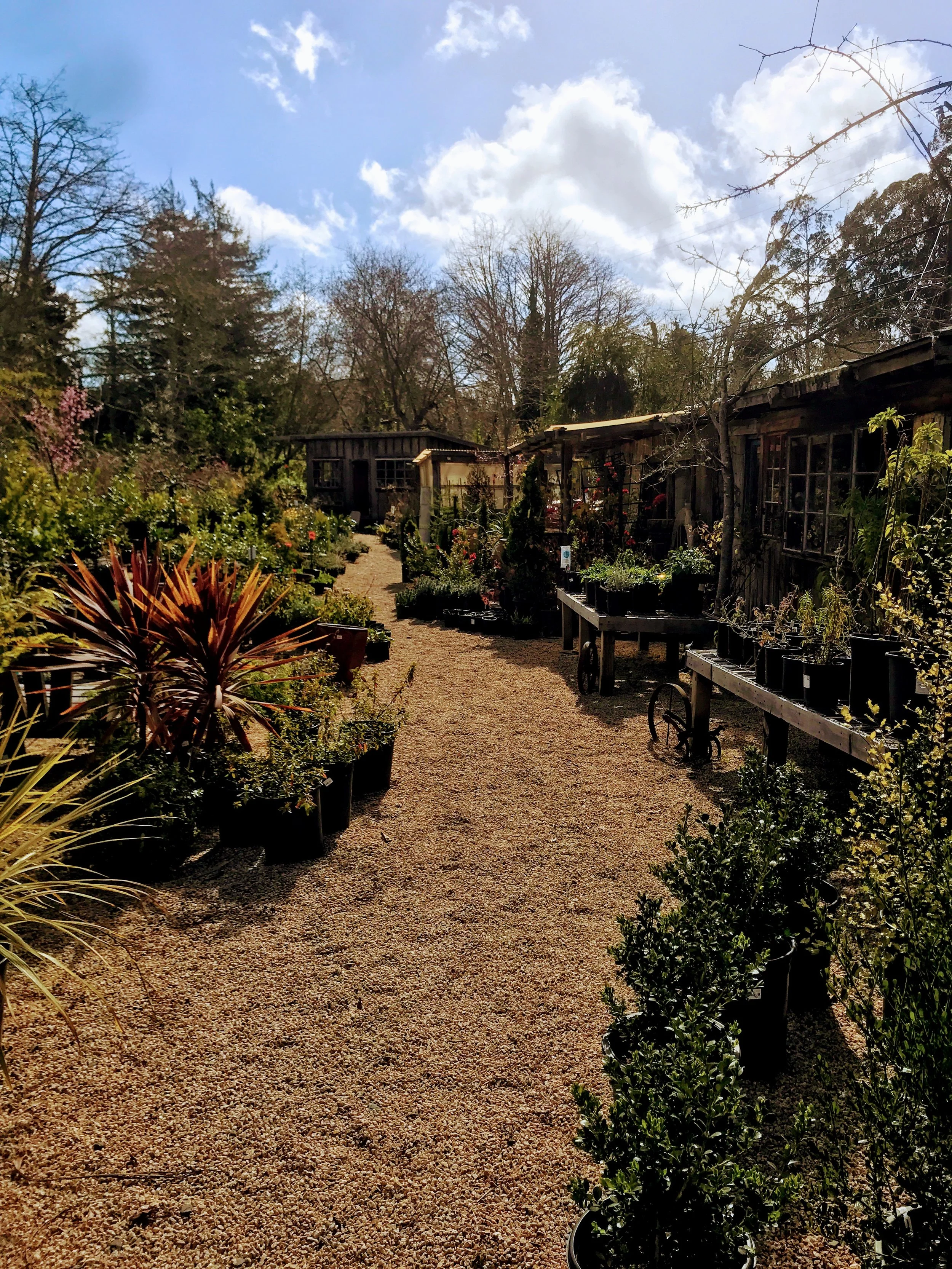 Las Bolinas Nursery: Chronic Illness Blog