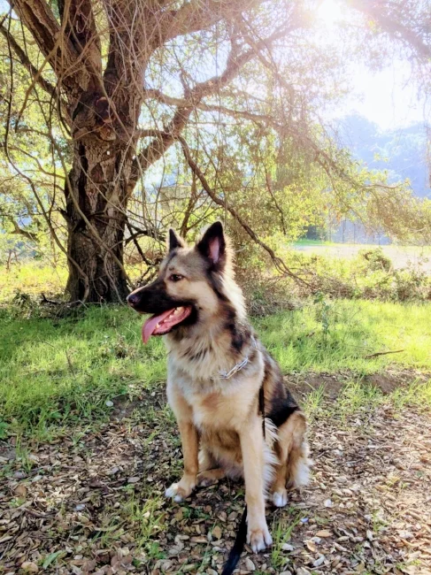 Captain Kirk Monica Michelle's Well Meaning Support Wolf