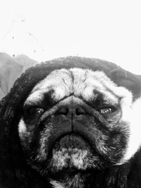 Star Wars Pug Black and White Photo