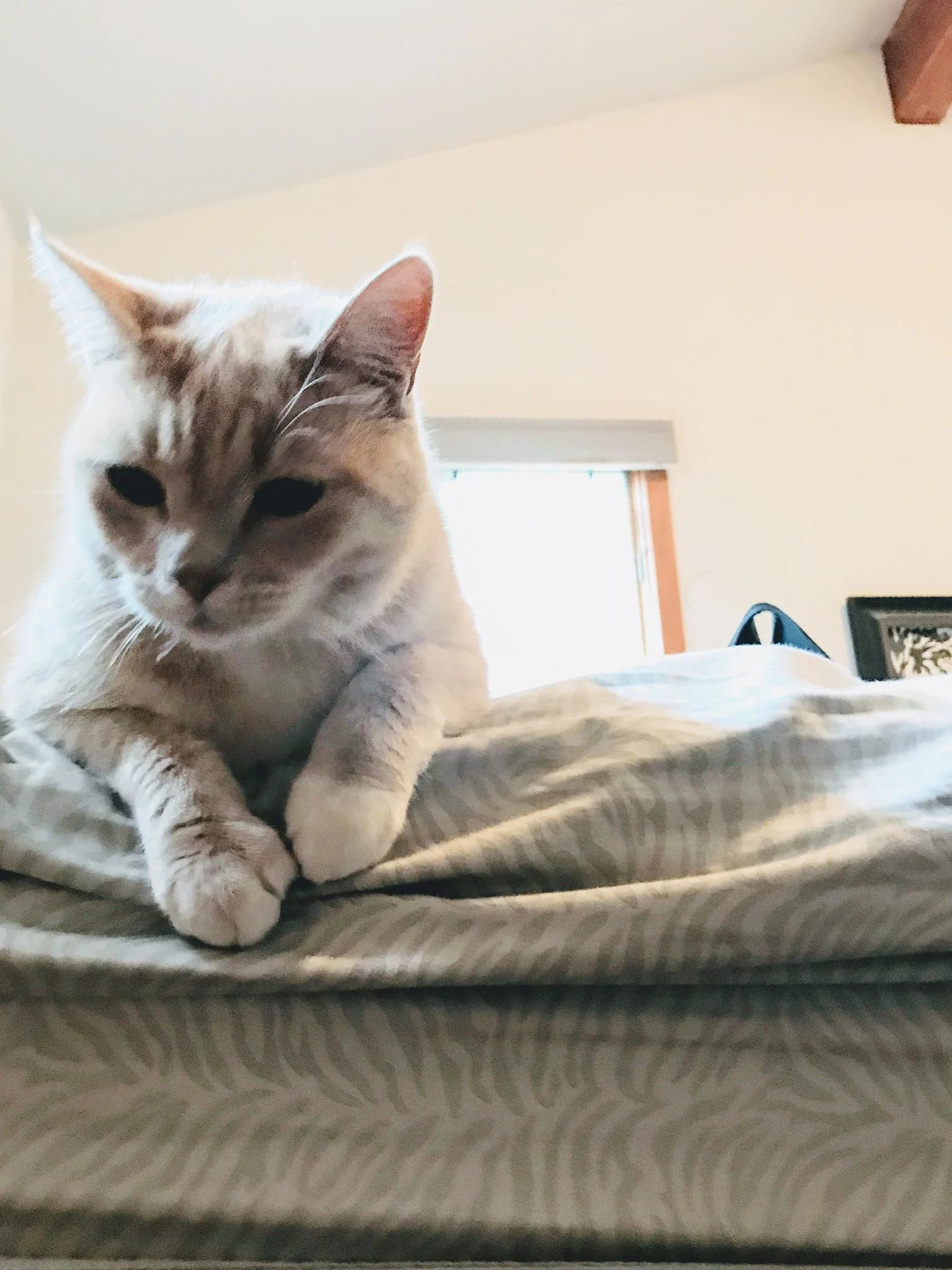 tabby-cat-desiding-if-eds-physical-therapy-person-should-be-hunted.jpg