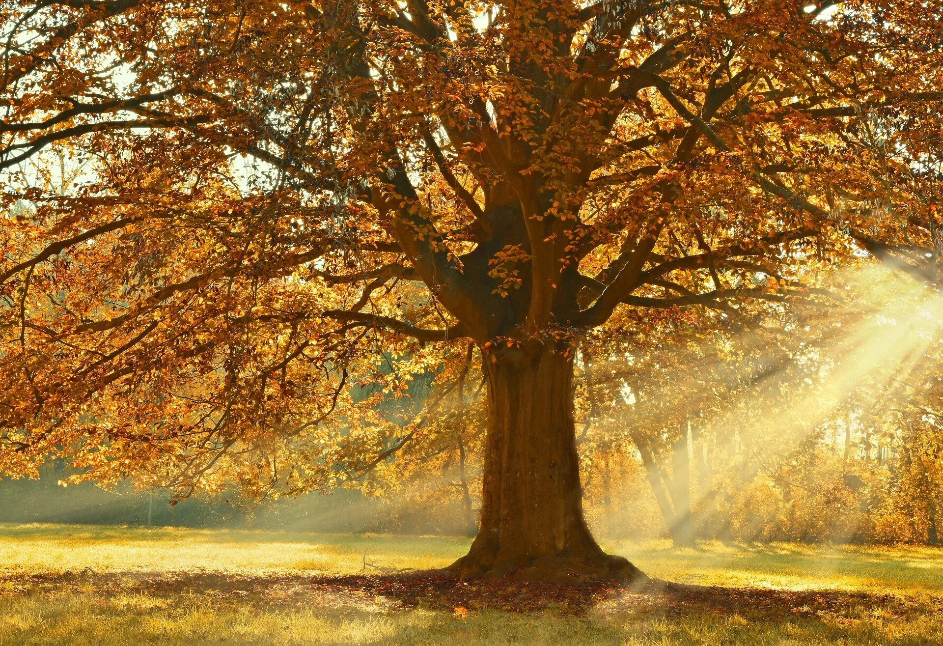 tree-4637270_1920.jpg
