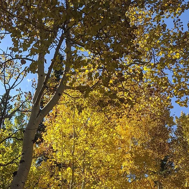 Old Fall River Road. #latergram