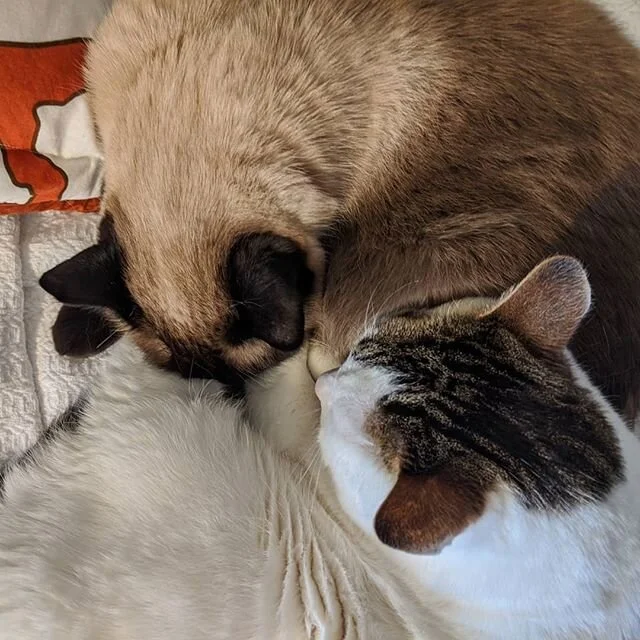 New officemates are so. lazy. #workfromhome