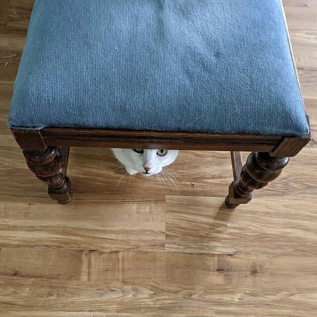 Hiding. #catsofinstagram