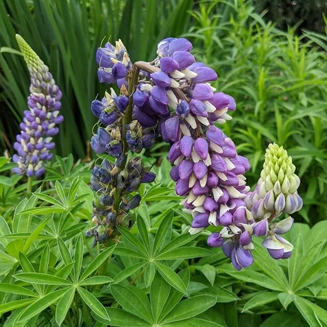 Grateful for phased reopenings.