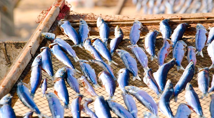 portugal_sardines