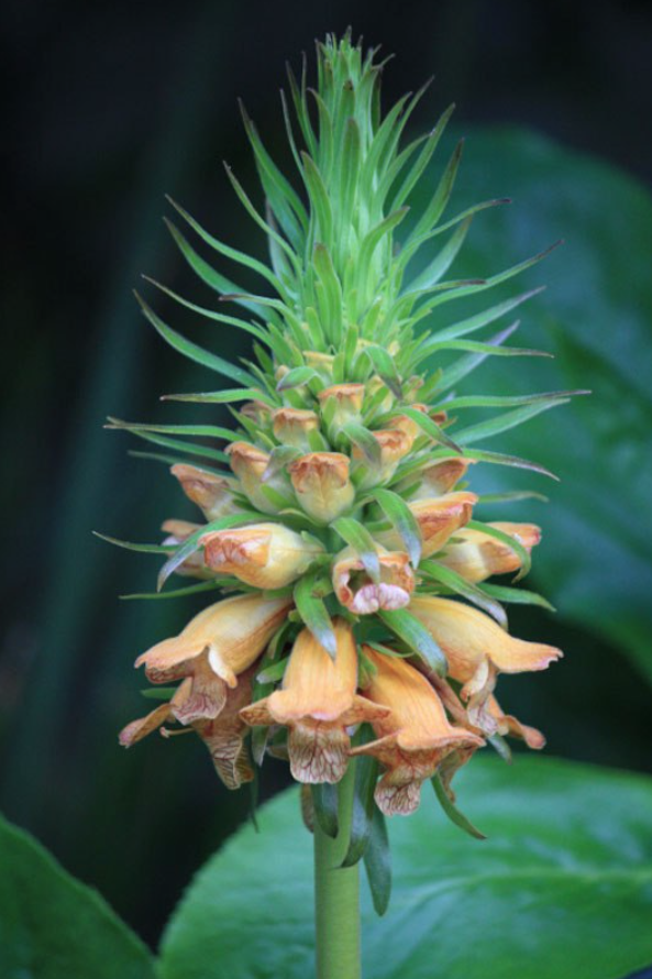 Isoplexis-sceptrumIsoplexis sceptrum (L. fill) Loud – Common name Isoplexis